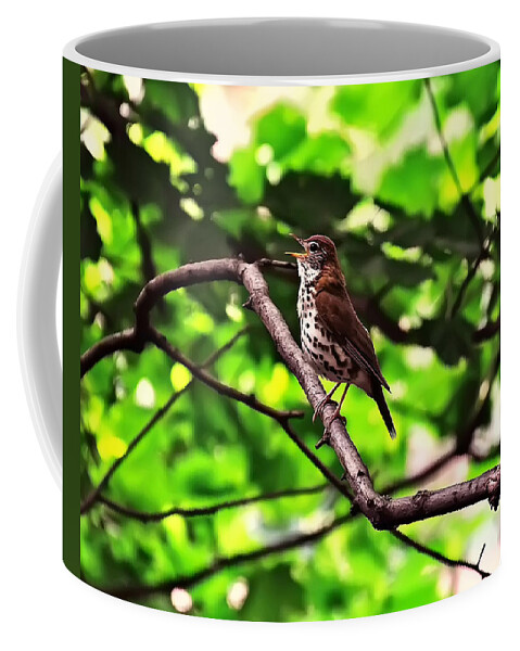 Bird Coffee Mug featuring the photograph Wood Thrush Singing by Flees Photos