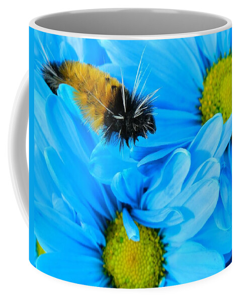 Oregon Coffee Mug featuring the photograph Woolly Bear on Blue Daisies by Gallery Of Hope 