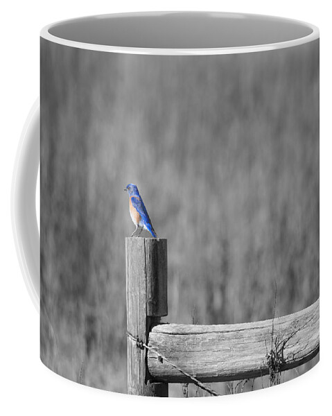 Birds Are Among My Favorite Critters To Photograph. This Little Blue Bird Looked So At Peace. And It Put Me At Peace Coffee Mug featuring the photograph World of Blue by Spencer Hughes