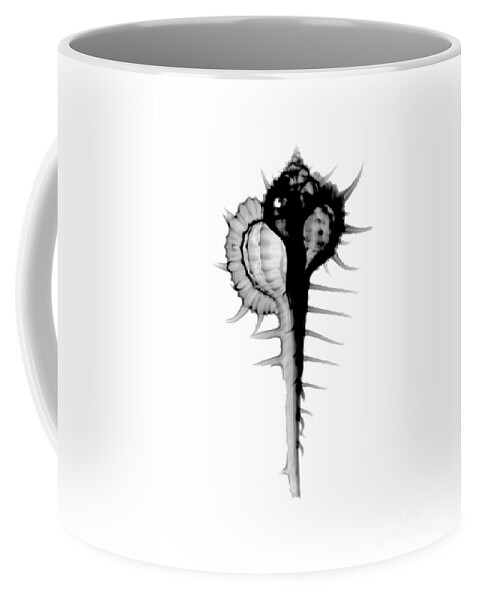 Radiograph Coffee Mug featuring the photograph X-ray Of Cabrits Murex by Bert Myers