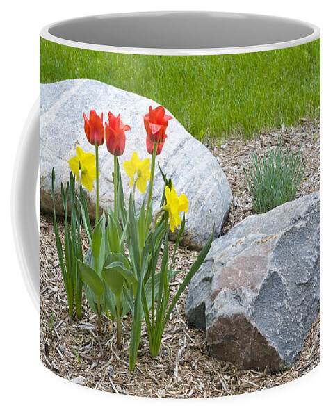 Nature Coffee Mug featuring the photograph Yellow and Red Tulips with Two Rocks by Lynn Hansen