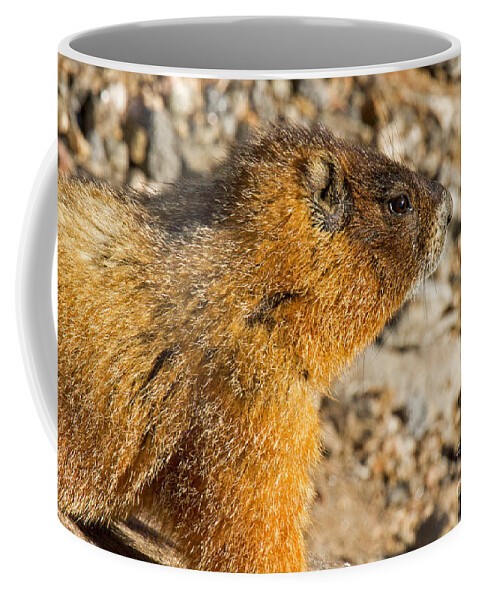 Colorado Coffee Mug featuring the photograph Yellow Bellied Marmot on Lookout in Rocky Mountain National Park by Fred Stearns