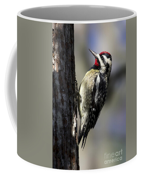 Yellow-bellied Sapsucker Coffee Mug featuring the photograph Yellow bellied Sapsucker by Meg Rousher