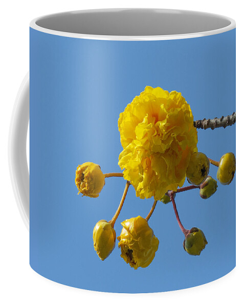 Nature Coffee Mug featuring the photograph Yellow Cotton Tree DTHB1536 by Gerry Gantt