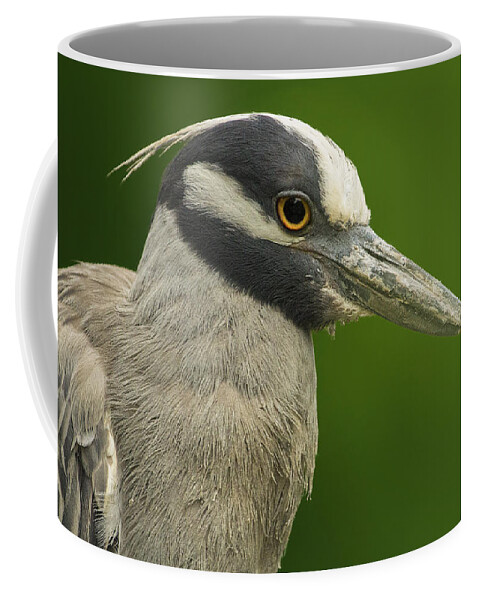 Yellow-crowned Night Heron Coffee Mug featuring the photograph Yellow-Crowned Night Heron by Bill and Linda Tiepelman