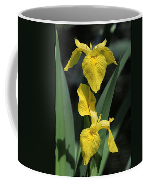 Yellow Iris Coffee Mug featuring the photograph Yellow Irises by Doris Potter