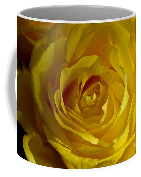 Yellow Coffee Mug featuring the photograph Yellow Rose by Anthony Sacco