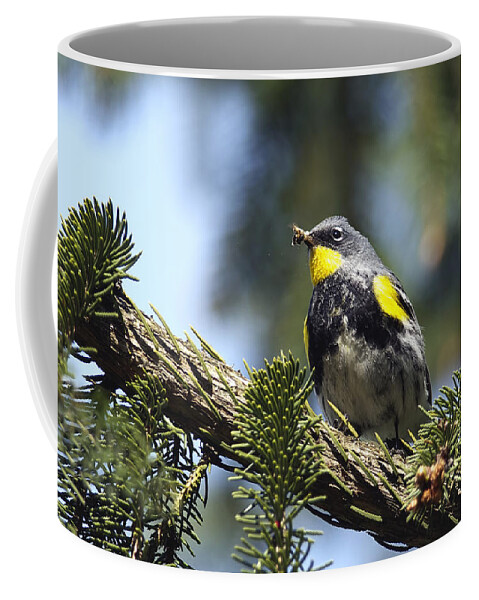 Yellow-rumped Warbler Coffee Mug featuring the photograph Yellow-Rumped Warbler with Grubs by Sharon Talson