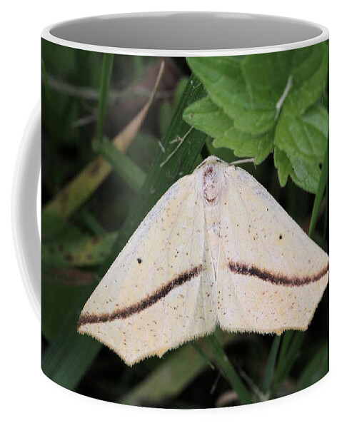 Tetracis Crocallata Coffee Mug featuring the photograph Yellow Slant-Line Moth by Doris Potter
