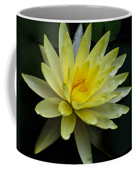 Float Coffee Mug featuring the photograph Yellow Waterlily by Christi Kraft