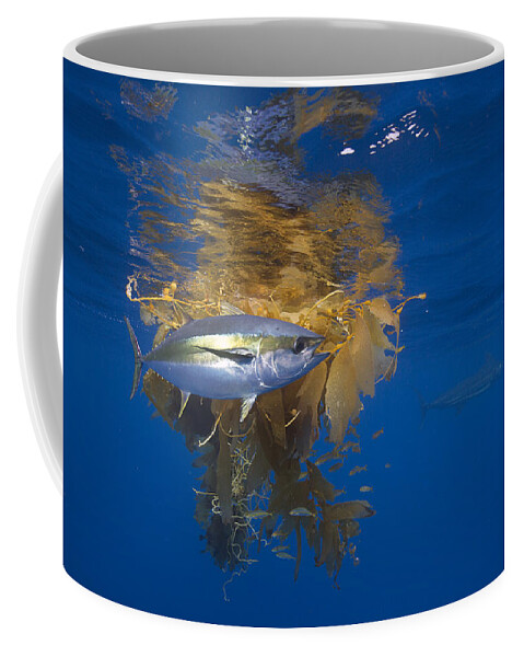 Richard Herrmann Coffee Mug featuring the photograph Yellowfin Tuna And Kelp Nine-mile Bank by Richard Herrmann