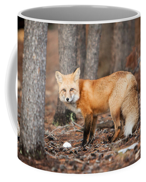 Black Coffee Mug featuring the photograph You Caught Me by John Wadleigh