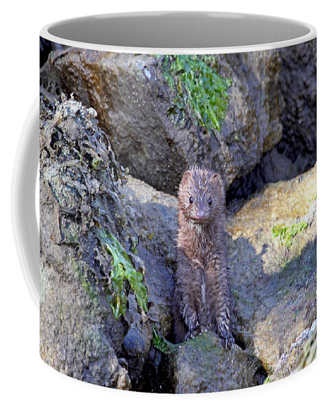 Mink Coffee Mug featuring the photograph Young American Mink by Peggy Collins