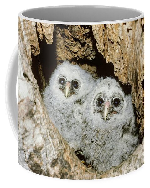 Animal Coffee Mug featuring the photograph Young Barred Owls In Nest Snag by Jim Zipp