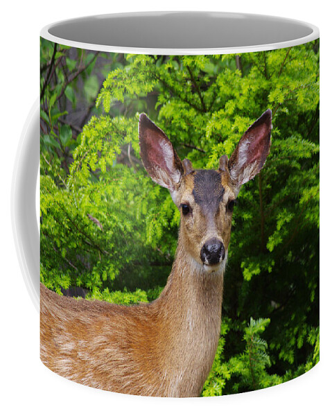 Animal Coffee Mug featuring the photograph Young Buck by Adria Trail