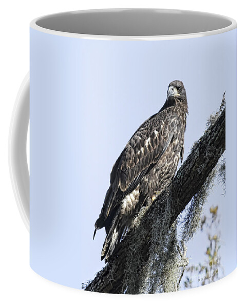 Raptor Coffee Mug featuring the photograph Young Eagle Pose by Deborah Benoit