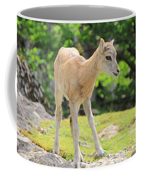 Animal Coffee Mug featuring the photograph Young Goat by Amanda Mohler