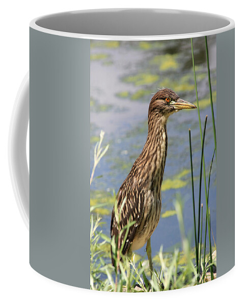 Black Crowned Night Heron Coffee Mug featuring the photograph Young Heron by Shane Bechler