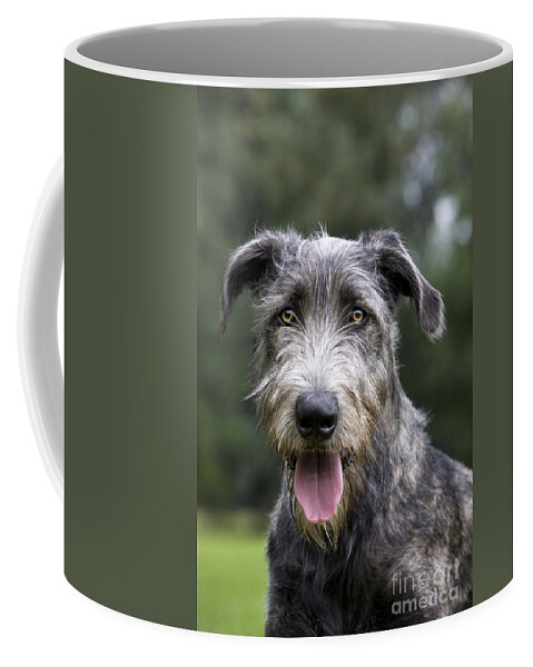 Dog Coffee Mug featuring the photograph Young Irish Wolfhound by Johan De Meester