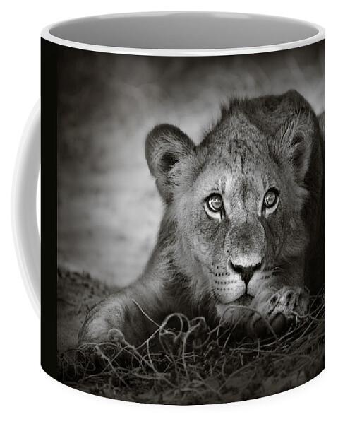 Wild Coffee Mug featuring the photograph Young lion portrait by Johan Swanepoel