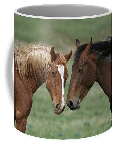 00340208 Coffee Mug featuring the photograph Young Mustang Bachelor Stallions by Yva Momatiuk John Eastcott