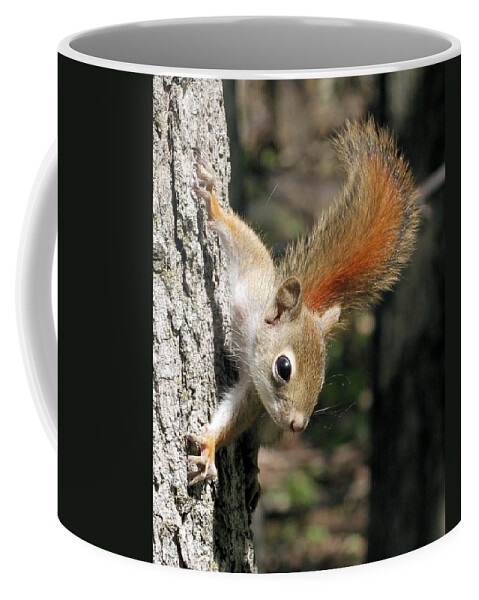 Red Squirrel Coffee Mug featuring the photograph Young Red Squirrel by Doris Potter