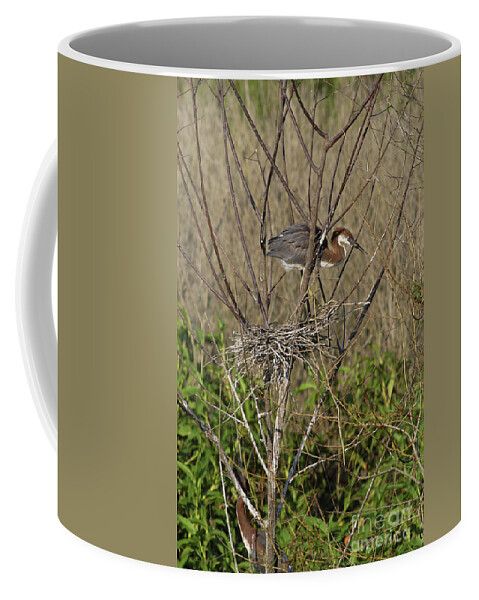Animal Coffee Mug featuring the photograph Young Tricolored Heron In Nest by Gregory G. Dimijian