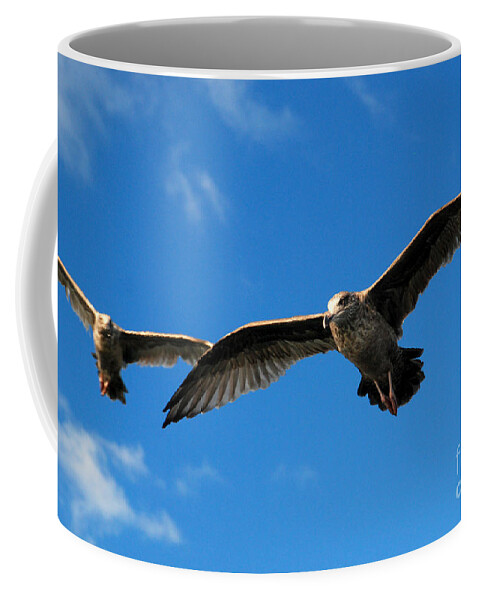 Seagull Sky Soar Glide Fly Coffee Mug featuring the photograph Young Wings by Richard Gibb