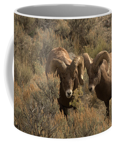 Sheep Coffee Mug featuring the photograph You are in my way by Frank Madia