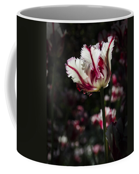 Tulip Coffee Mug featuring the photograph You're The Only One I See by Sandra Parlow