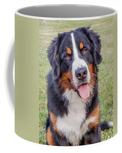 Bernese Mountain Dog Coffee Mug featuring the photograph Yumley by Jim Zablotny