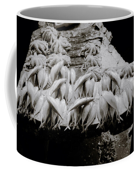 Zanzibar Coffee Mug featuring the photograph Zanzibar Fish by Shaun Higson