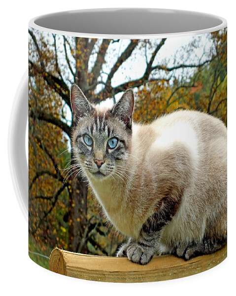 Duane Mccullough Coffee Mug featuring the photograph Zing the Cat in the Fall by Duane McCullough