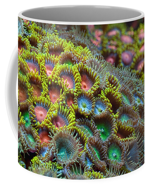 Zoanthid Coffee Mug featuring the photograph Zoanthids by Jim Zablotny