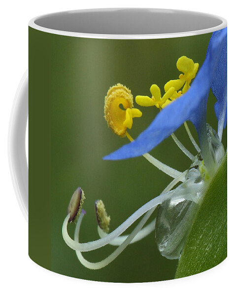 Slender Dayflower Coffee Mug featuring the photograph Close View Of Slender Dayflower Flower With Dew by Daniel Reed