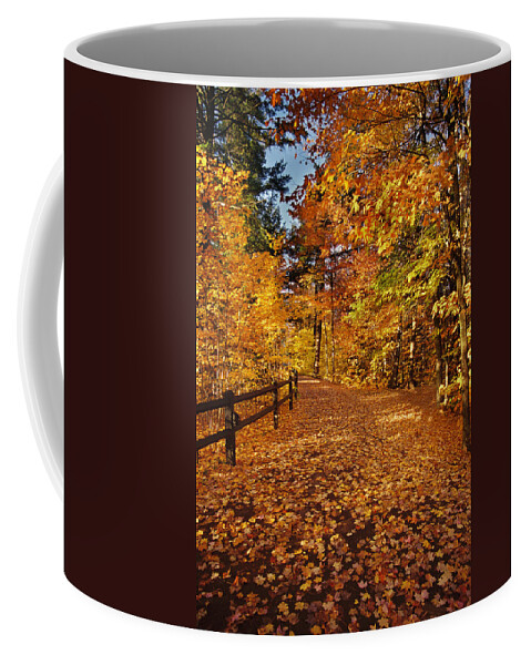 Fall Coffee Mug featuring the photograph Golden Path by Ron Weathers