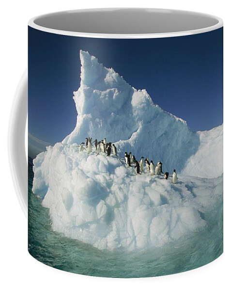 Hhh Coffee Mug featuring the photograph Adelie Penguin Pygoscelis Adeliae Group #1 by Colin Monteath