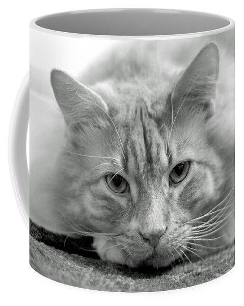 Animals Coffee Mug featuring the photograph Arthur by Lisa Phillips