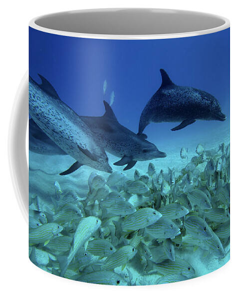 Mp Coffee Mug featuring the photograph Atlantic Spotted Dolphin Stenella #1 by Hiroya Minakuchi