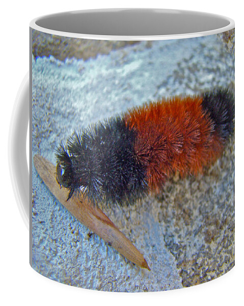Caterpillar Coffee Mug featuring the photograph Banded Woolly Bear Caterpillar - Pyrrharctia isabella #1 by Carol Senske
