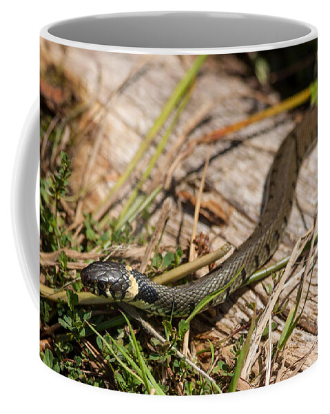 British Grass Snake Coffee Mug featuring the photograph British Grass Snake #1 by Dawn OConnor