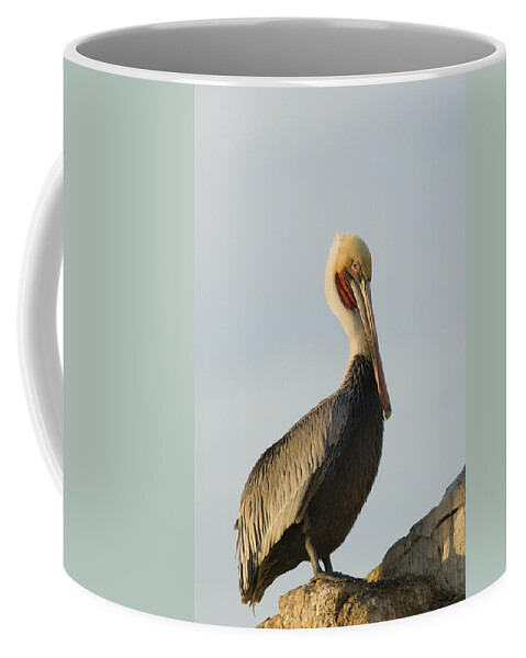 00429647 Coffee Mug featuring the photograph Brown Pelican In Breeding Plumage #1 by Sebastian Kennerknecht