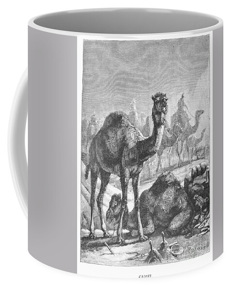 19th Century Coffee Mug featuring the photograph Camel #1 by Granger