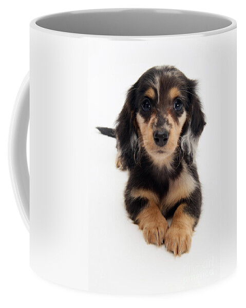 Dachshund Coffee Mug featuring the photograph Dachshund Pup by Jane Burton
