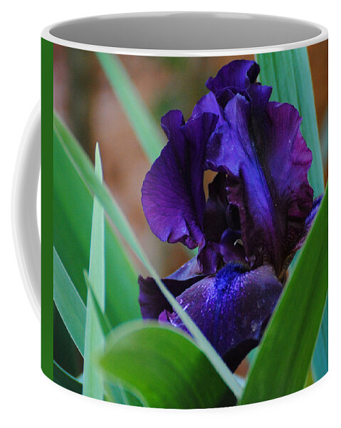 Beautiful Coffee Mug featuring the photograph Dark Purple Iris by Jai Johnson