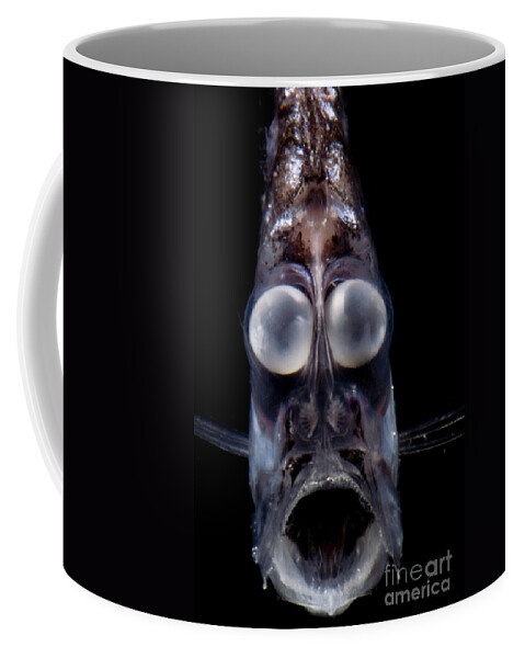 Mesopelagic Coffee Mug featuring the photograph Deep Sea Hatchetfish #1 by Dante Fenolio