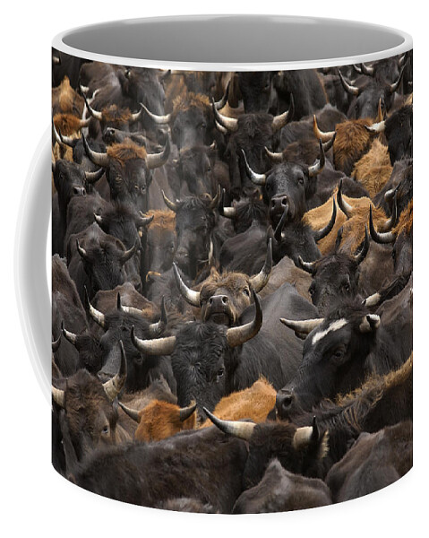 Mp Coffee Mug featuring the photograph Domestic Cattle Bos Taurus Being Herded #1 by Pete Oxford