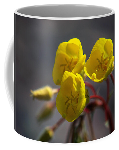 Evening Primrose Coffee Mug featuring the photograph Desert Evening Primrose by Joe Schofield