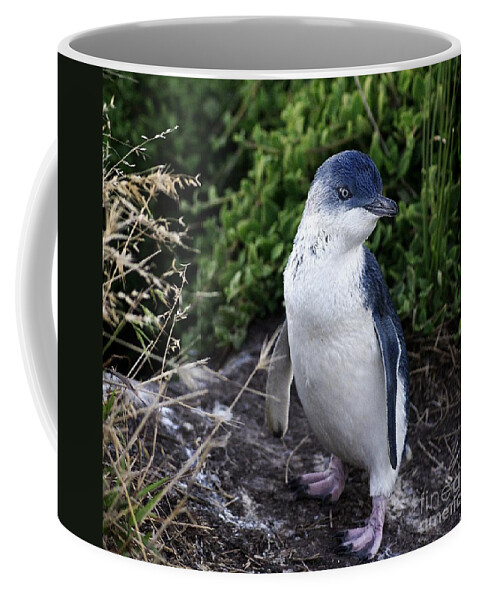 Blair Stuart Coffee Mug featuring the photograph Fairy Penguin #1 by Blair Stuart