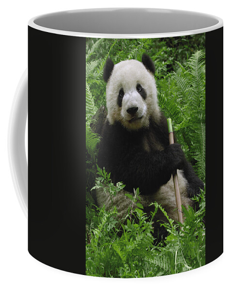 Mp Coffee Mug featuring the photograph Giant Panda Ailuropoda Melanoleuca #1 by Pete Oxford
